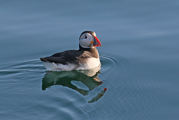 Puffin - Papagaaiduiker